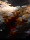 Tiger Allen (kna Tiger Roo)