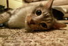 Simba Bug