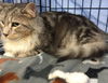 Simba Bug