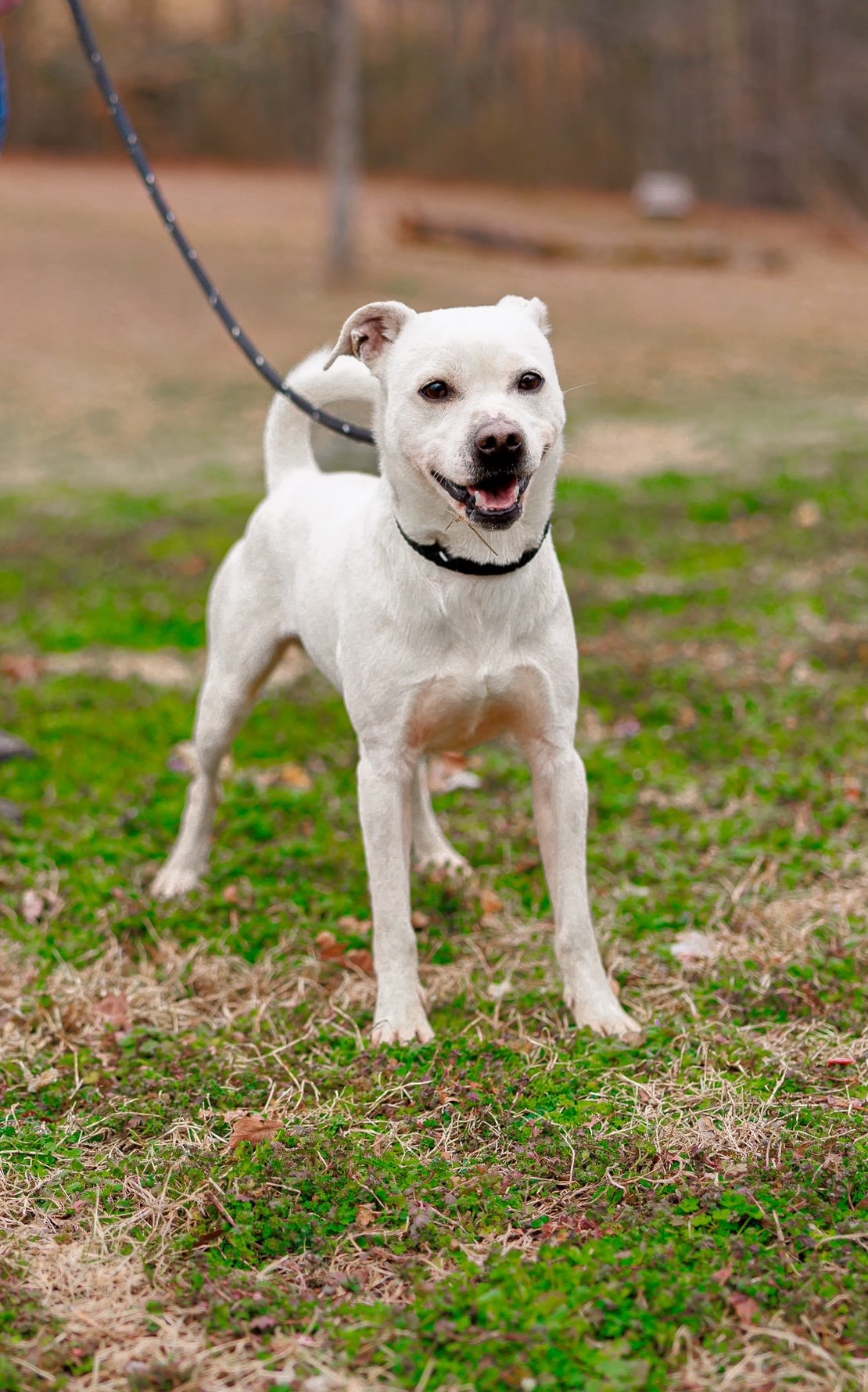 adoptable Dog in Sparta, TN named Niko