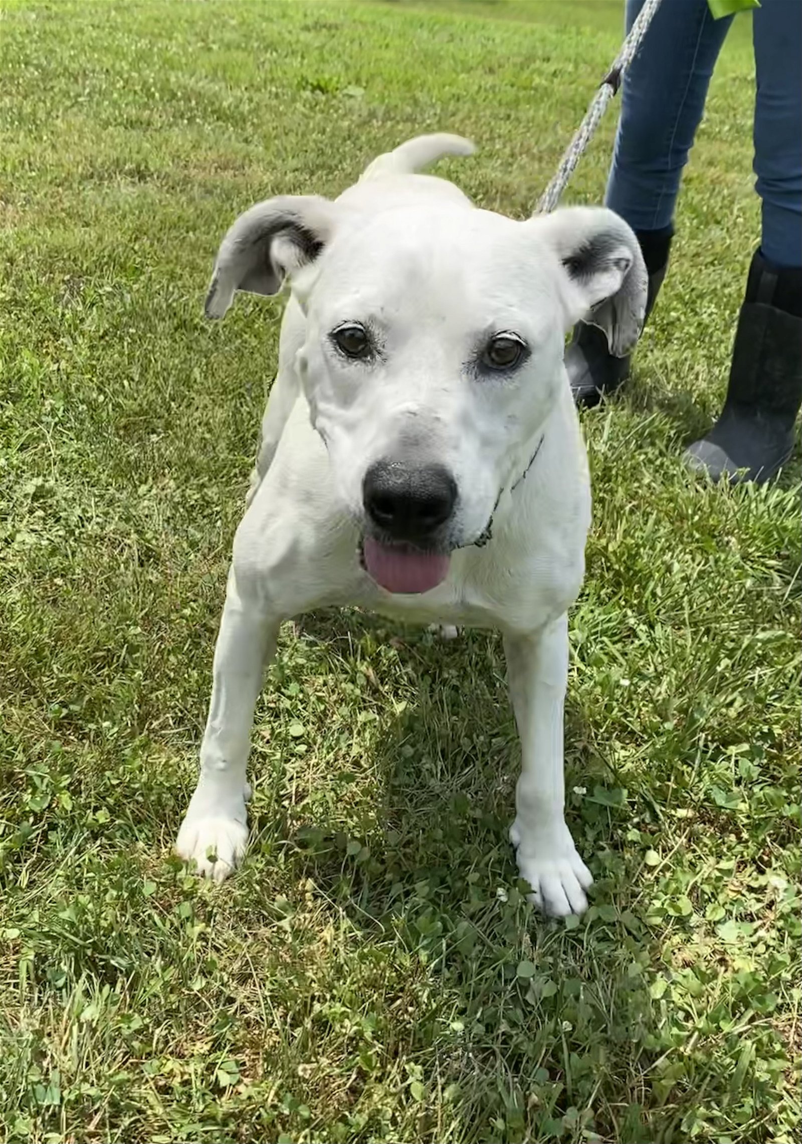 adoptable Dog in Sparta, TN named Maya