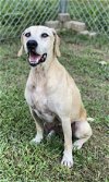 adoptable Dog in sparta, TN named Ziva