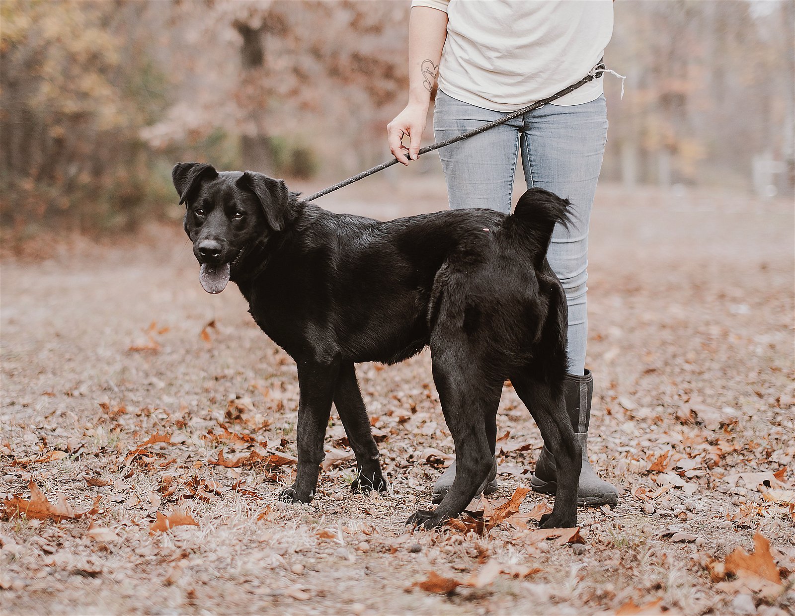 adoptable Dog in Sparta, TN named Oakley