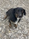 adoptable Dog in , TN named Nick