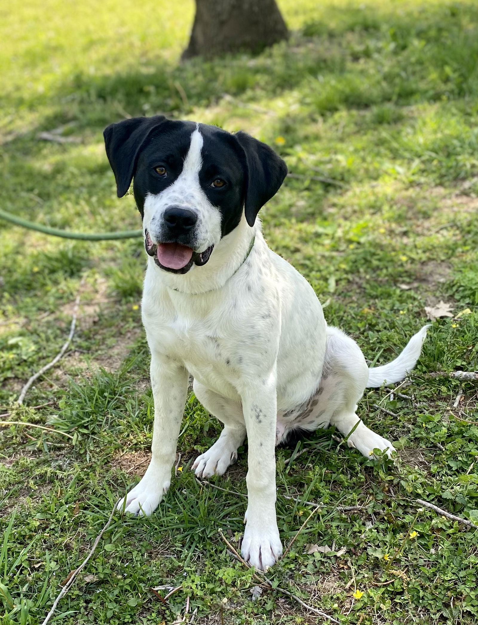 Dog for Adoption - Tripp, a American Pit Bull Terrier in South Carthage ...