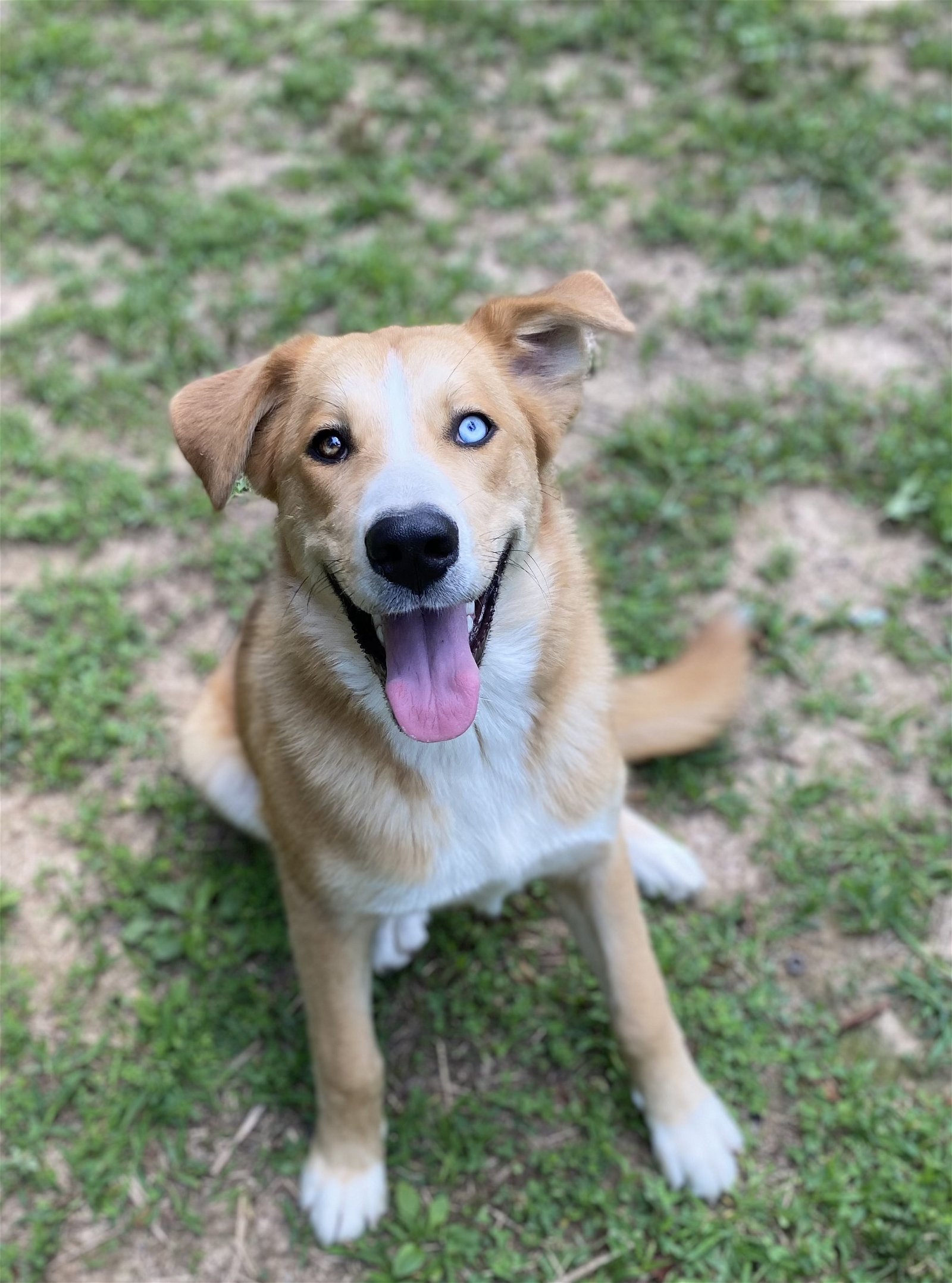 Dog for Adoption - Gabrielle, a German Shepherd Dog in Smith County, TN ...