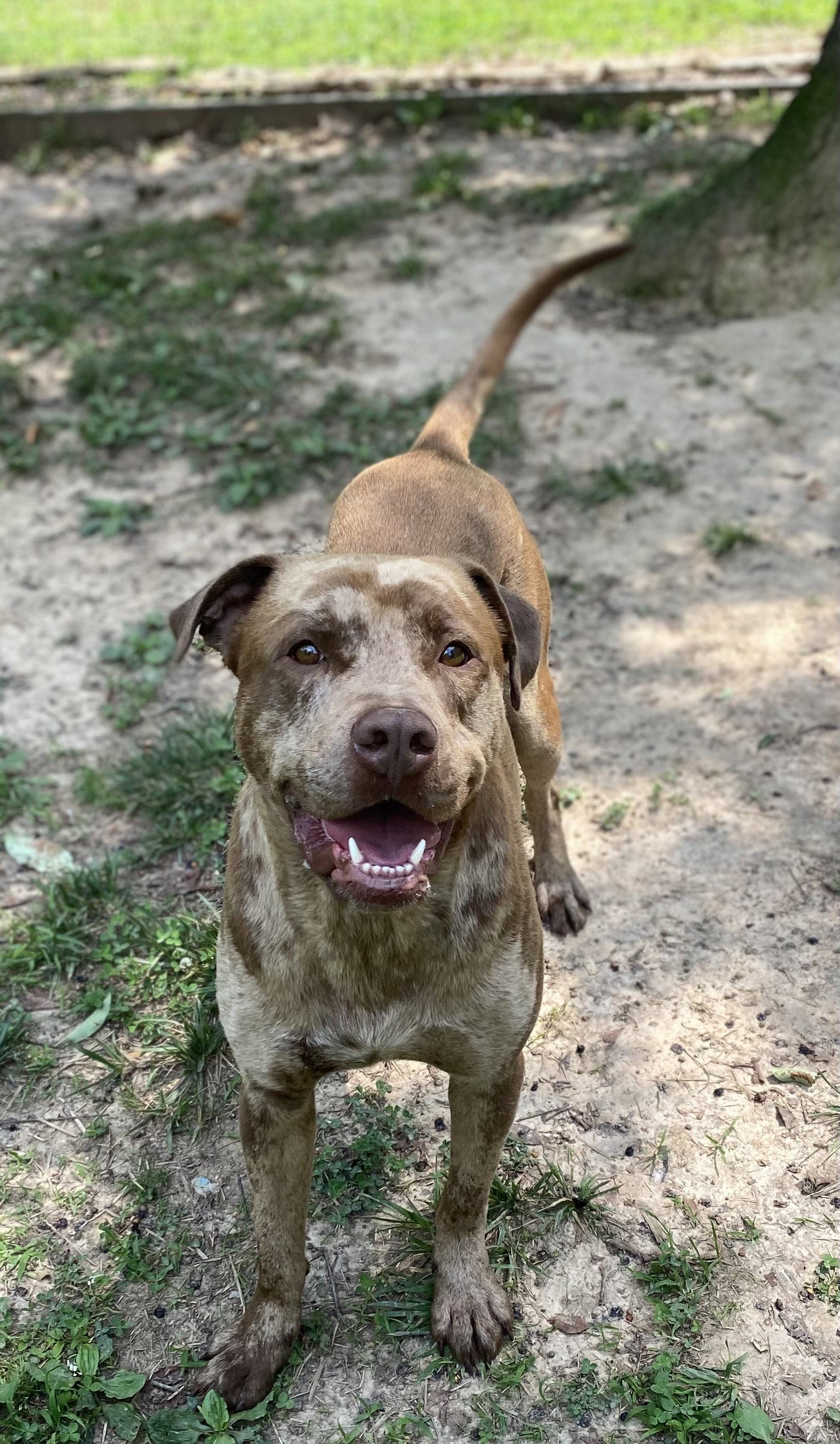 Dog for Adoption Wilford, a American Pit Bull Terrier in South