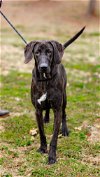 adoptable Dog in , TN named Silas