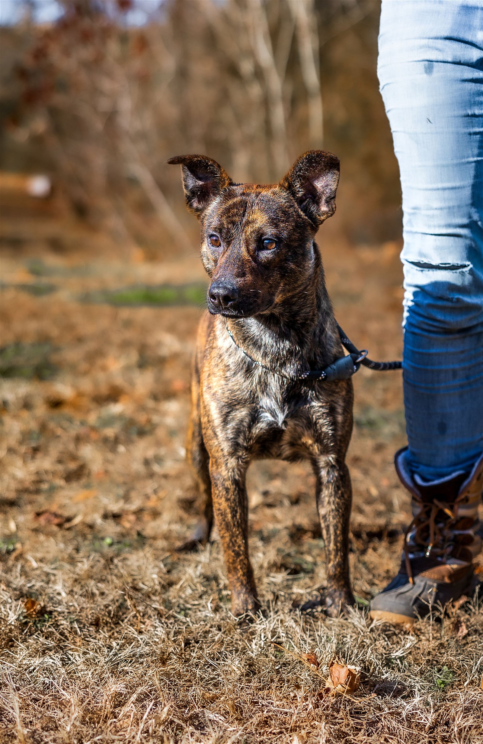 adoptable Dog in Sparta, TN named Rover