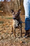 adoptable Dog in sparta, TN named Rover