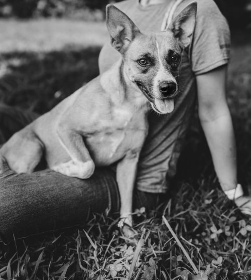 Dog for Adoption - Tucker, a Carolina Dog in Fentress County, TN