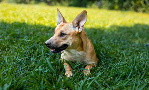 Dog for Adoption - Tucker, a Carolina Dog in Fentress County, TN