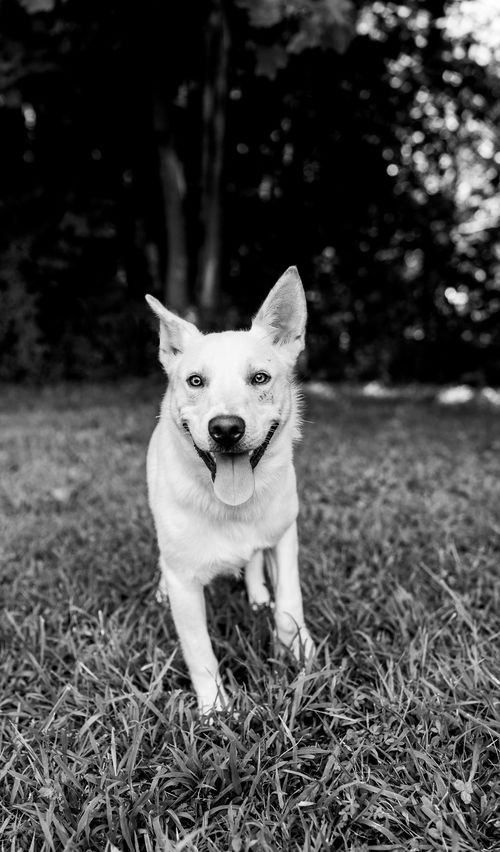 Dog for Adoption - Tucker, a Carolina Dog in Fentress County, TN