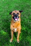 adoptable Dog in sparta, TN named Paulie