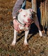 adoptable Dog in sparta, TN named Whitey