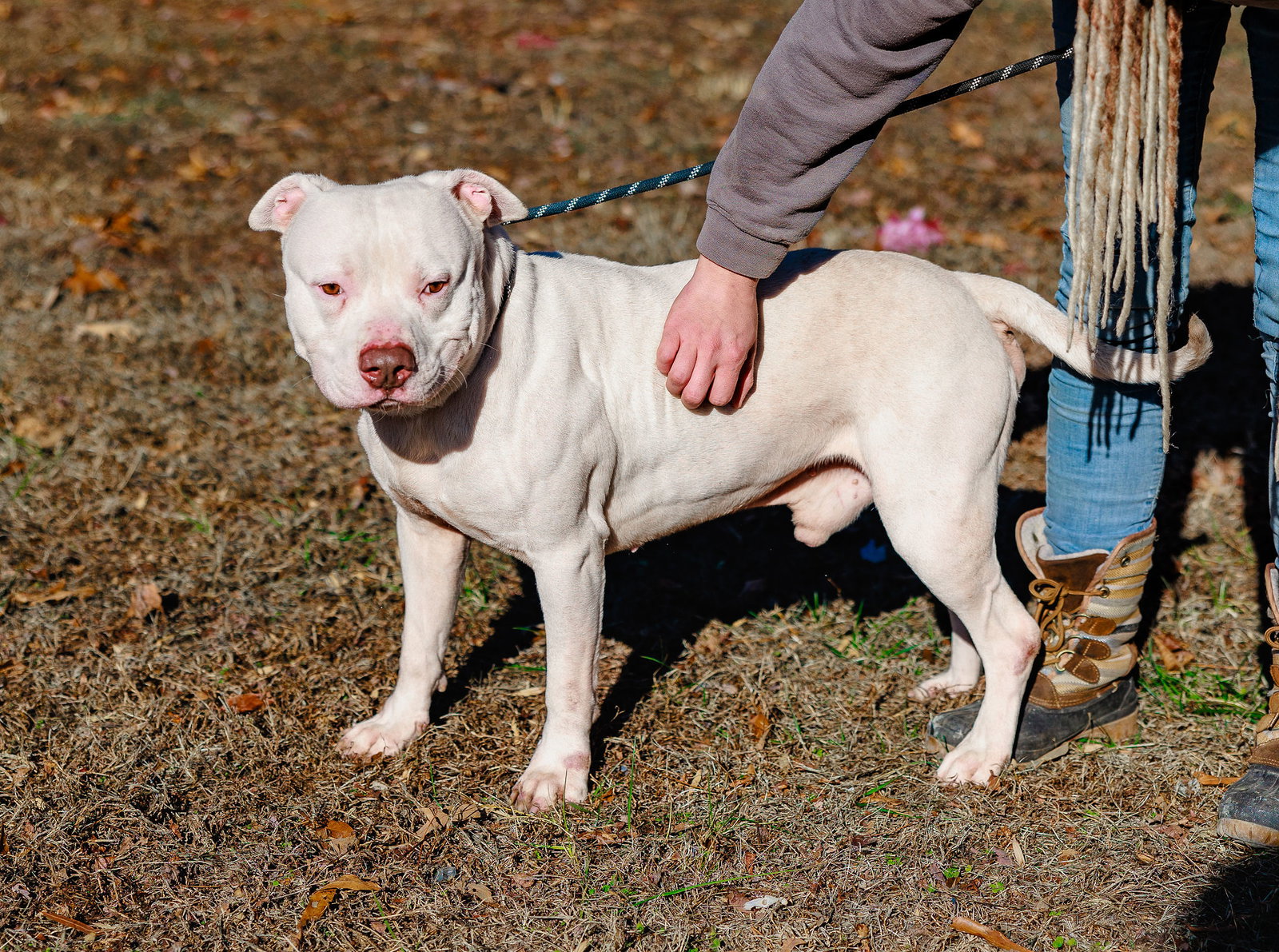 Dog for Adoption Whitey, a American Pit Bull Terrier in Red Boiling