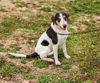 adoptable Dog in sparta, TN named Ava