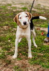 adoptable Dog in sparta, TN named Emma