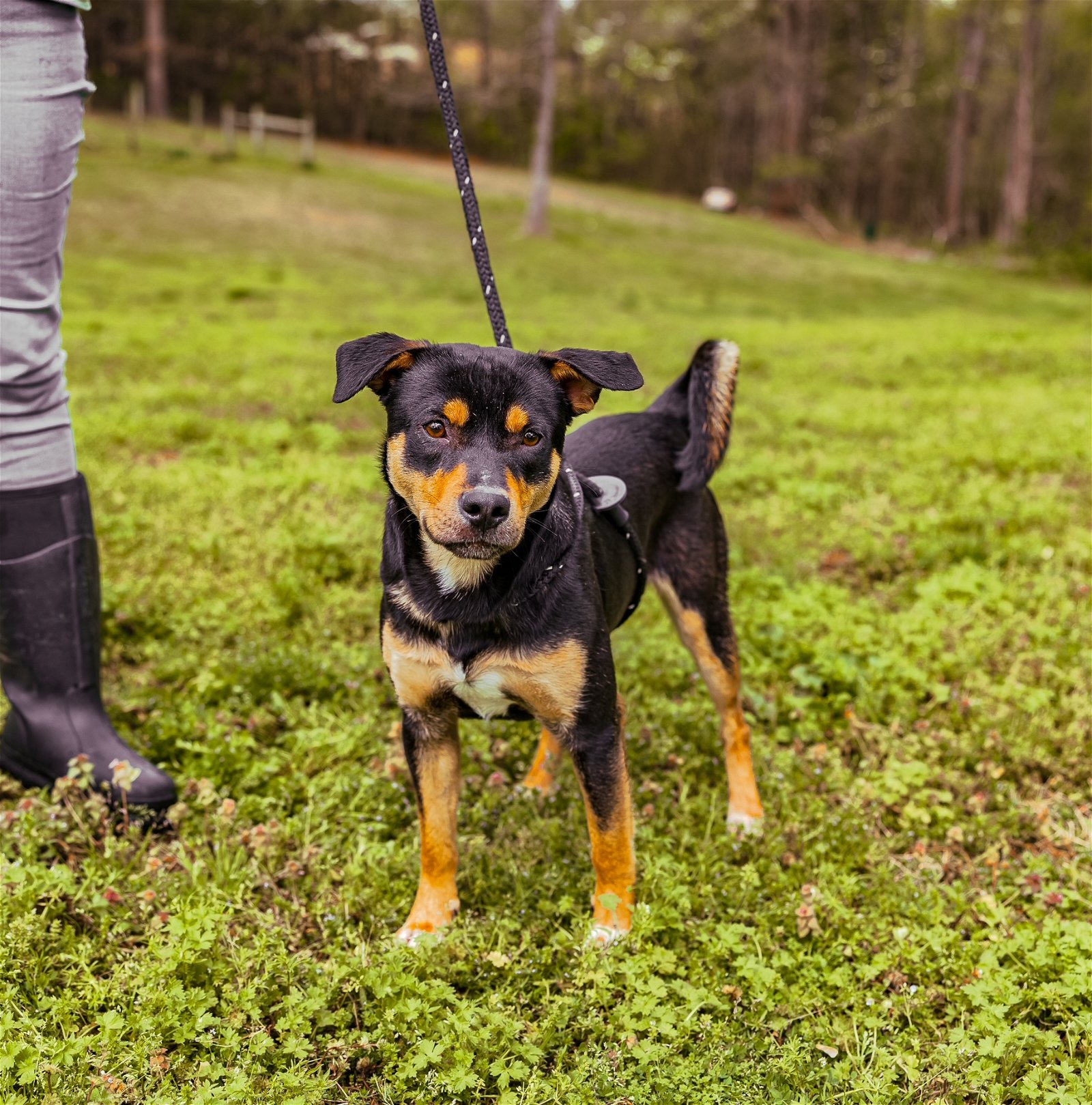 adoptable Dog in Sparta, TN named Dakota