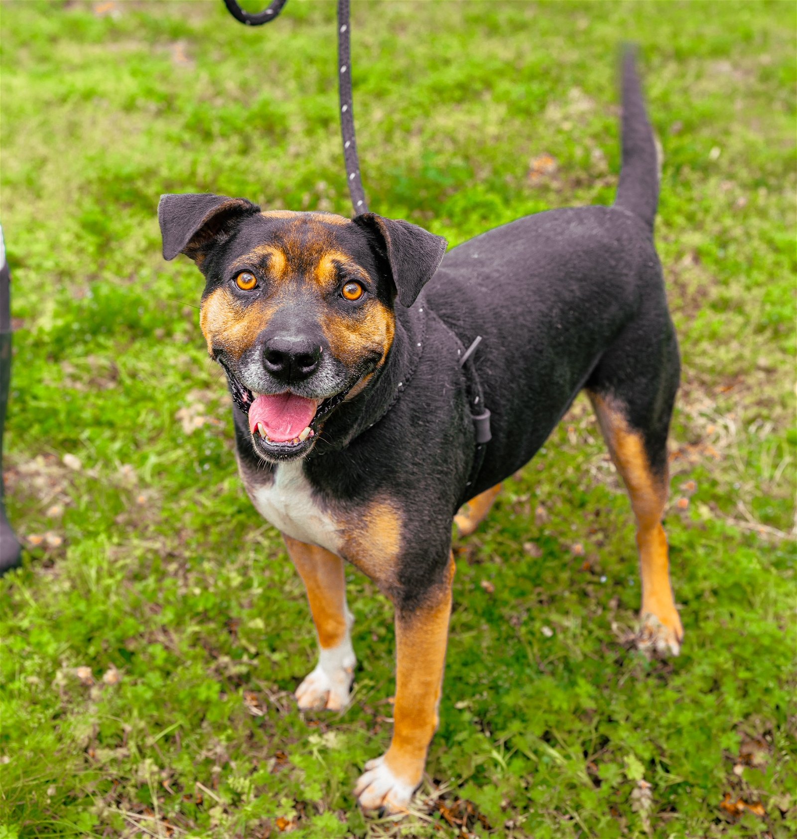 adoptable Dog in Sparta, TN named Macie