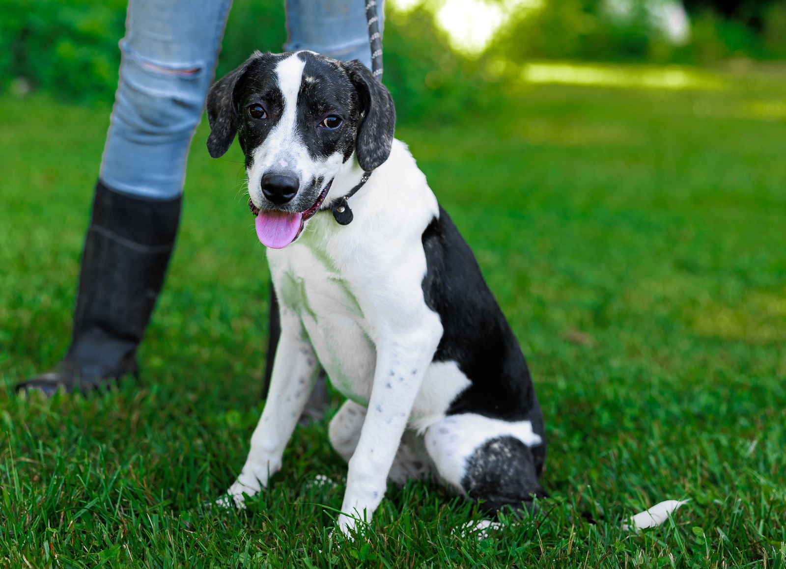 adoptable Dog in Sparta, TN named Betty