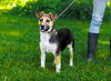 adoptable Dog in sparta, TN named Bailey