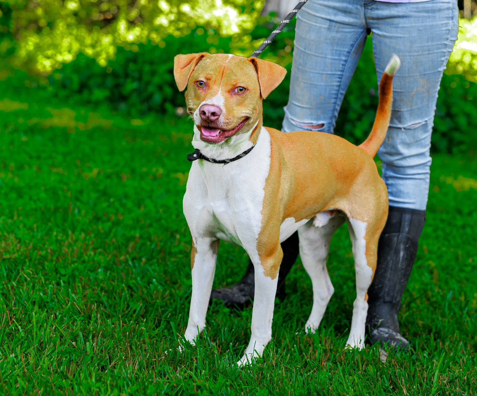 adoptable Dog in Sparta, TN named Rugar