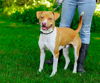 adoptable Dog in sparta, TN named Rugar