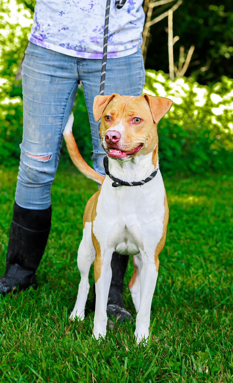 Dog For Adoption Rugar A Staffordshire Bull Terrier In Grimsley TN dog-for-adoption-rugar-a-staffordshire-bull-terrier-in-grimsley-tn