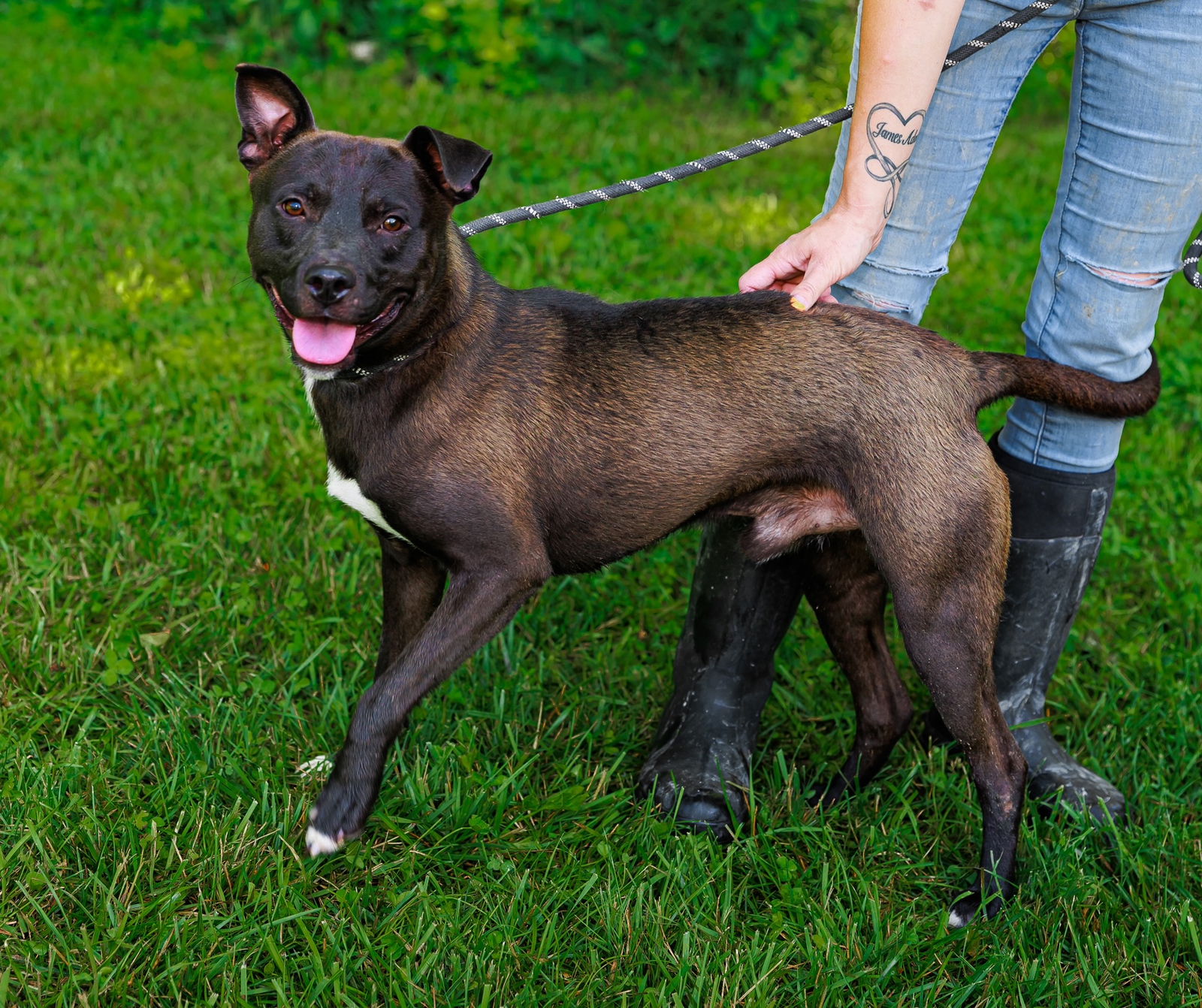 adoptable Dog in Sparta, TN named Barney