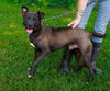 adoptable Dog in sparta, TN named Barney
