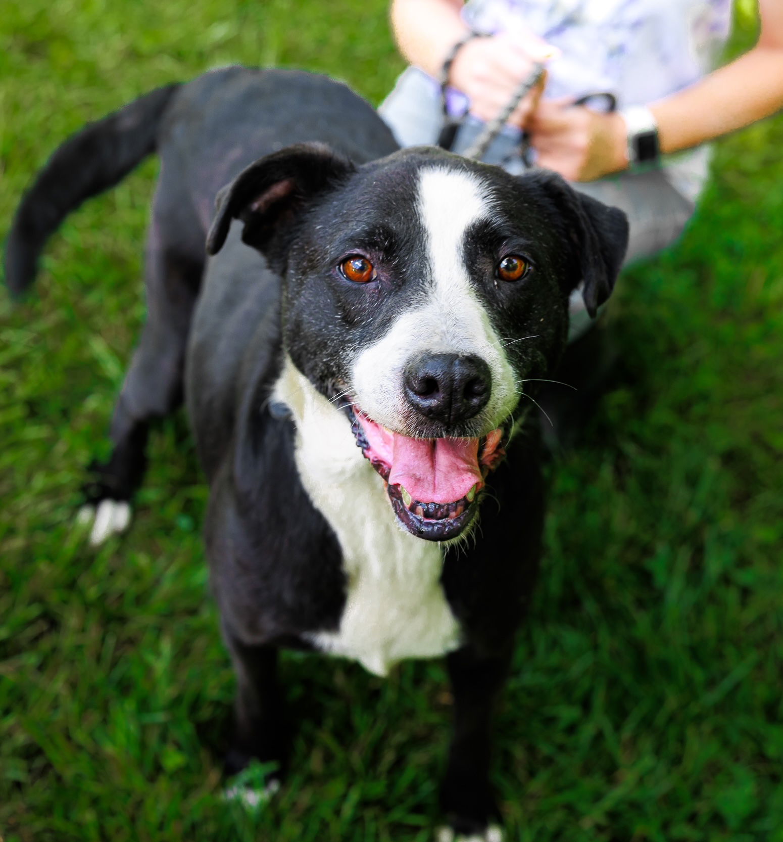 adoptable Dog in Sparta, TN named Smitty