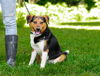 adoptable Dog in sparta, TN named Danny