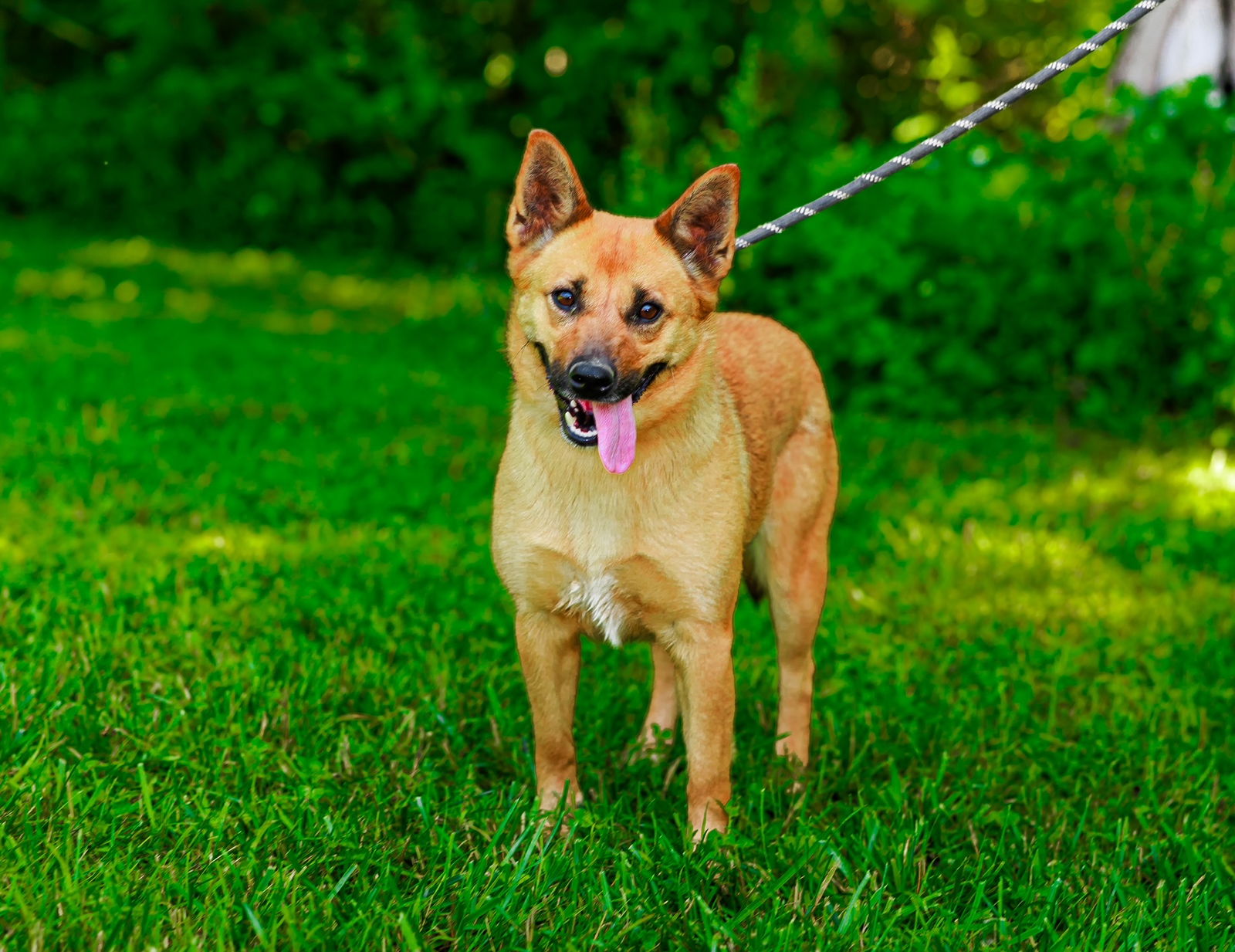 adoptable Dog in Sparta, TN named Sandy