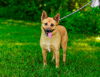 adoptable Dog in sparta, TN named Sandy
