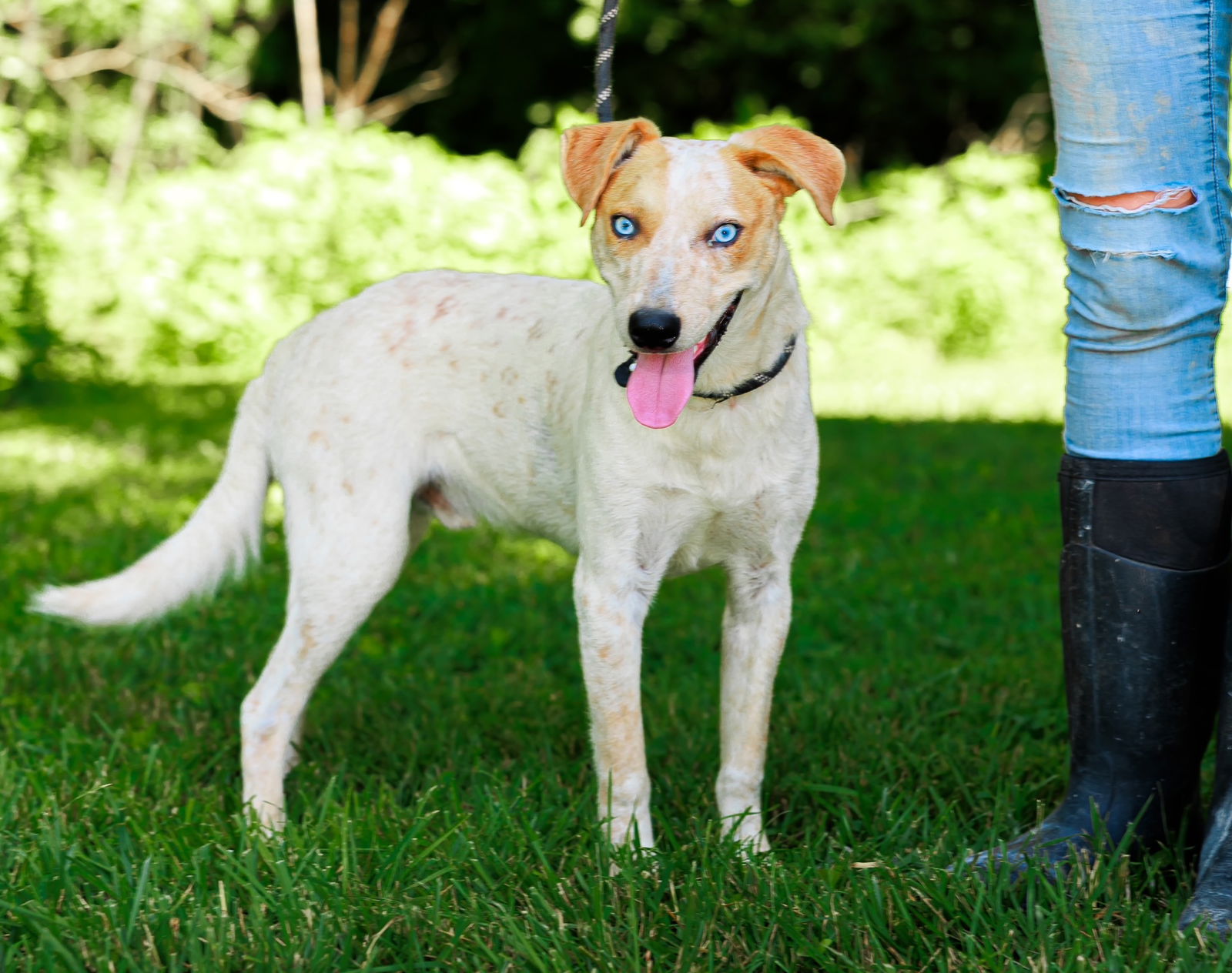 adoptable Dog in Sparta, TN named Dingo