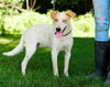 adoptable Dog in sparta, TN named Dingo