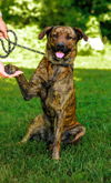 adoptable Dog in sparta, TN named Sienna
