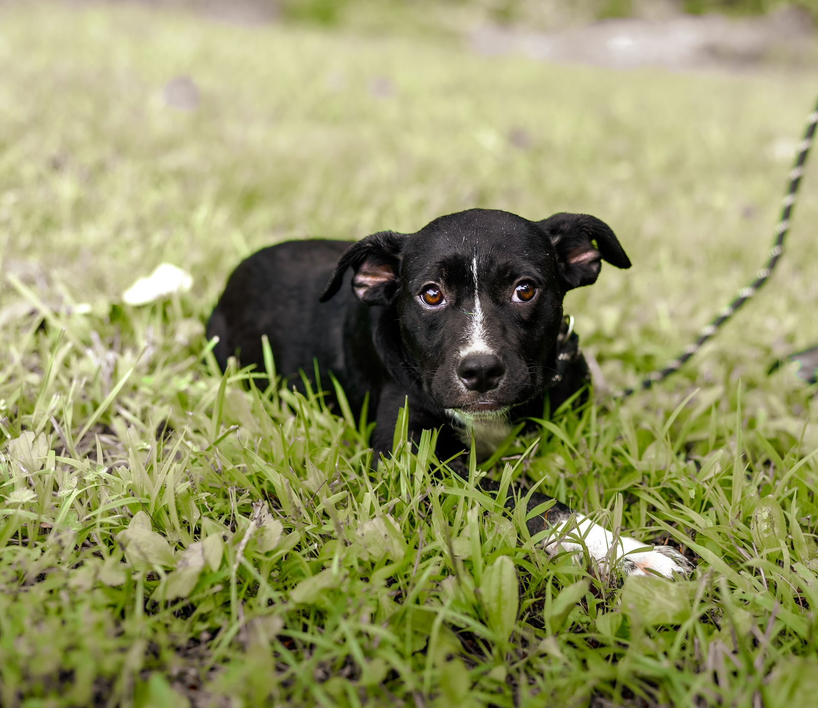 adoptable Dog in Sparta, TN named Stacy