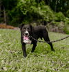 adoptable Dog in Sparta, TN named Lacy