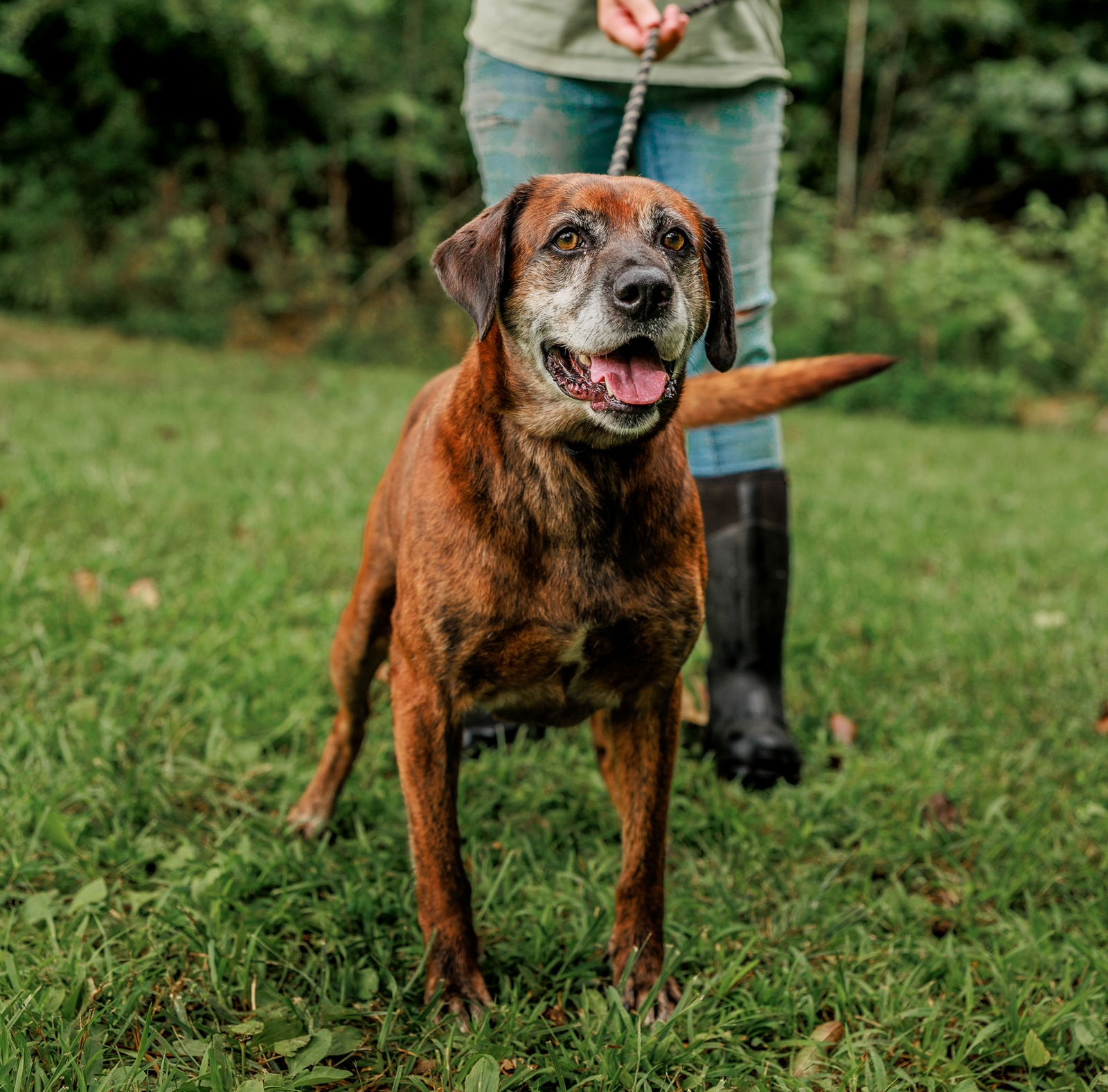 adoptable Dog in Sparta, TN named Otis