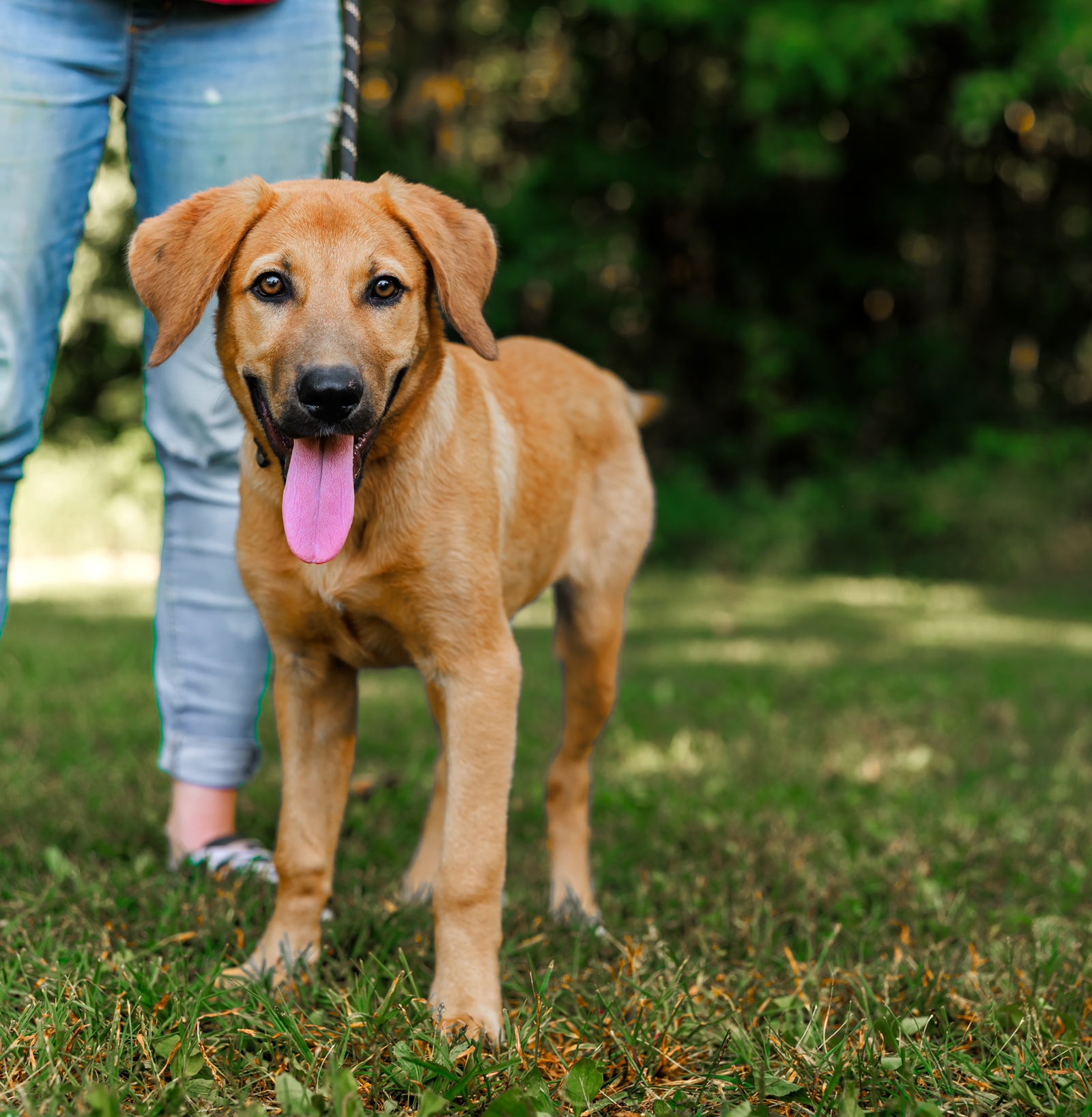 adoptable Dog in Sparta, TN named Rex