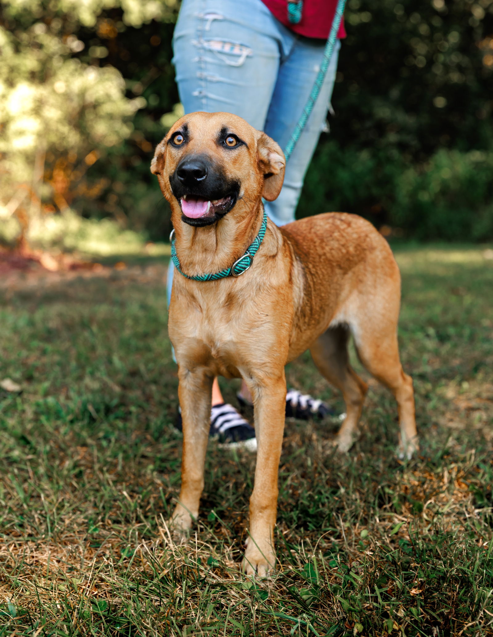 adoptable Dog in Sparta, TN named Sasha