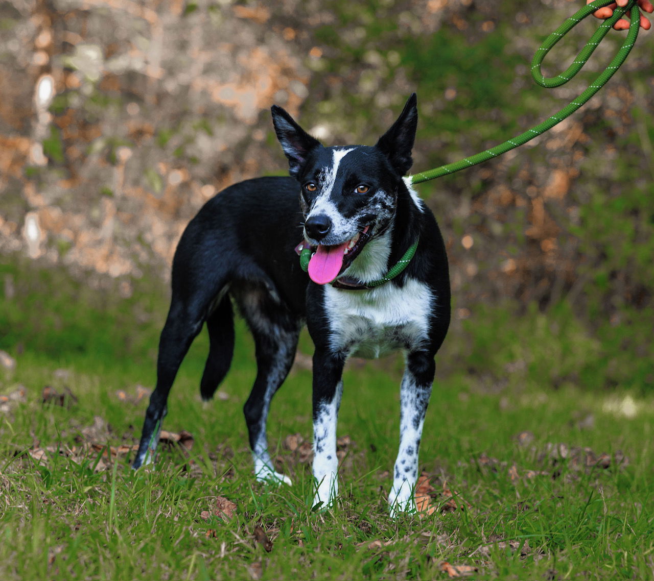 adoptable Dog in Sparta, TN named Becca