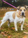 adoptable Dog in  named Cliff