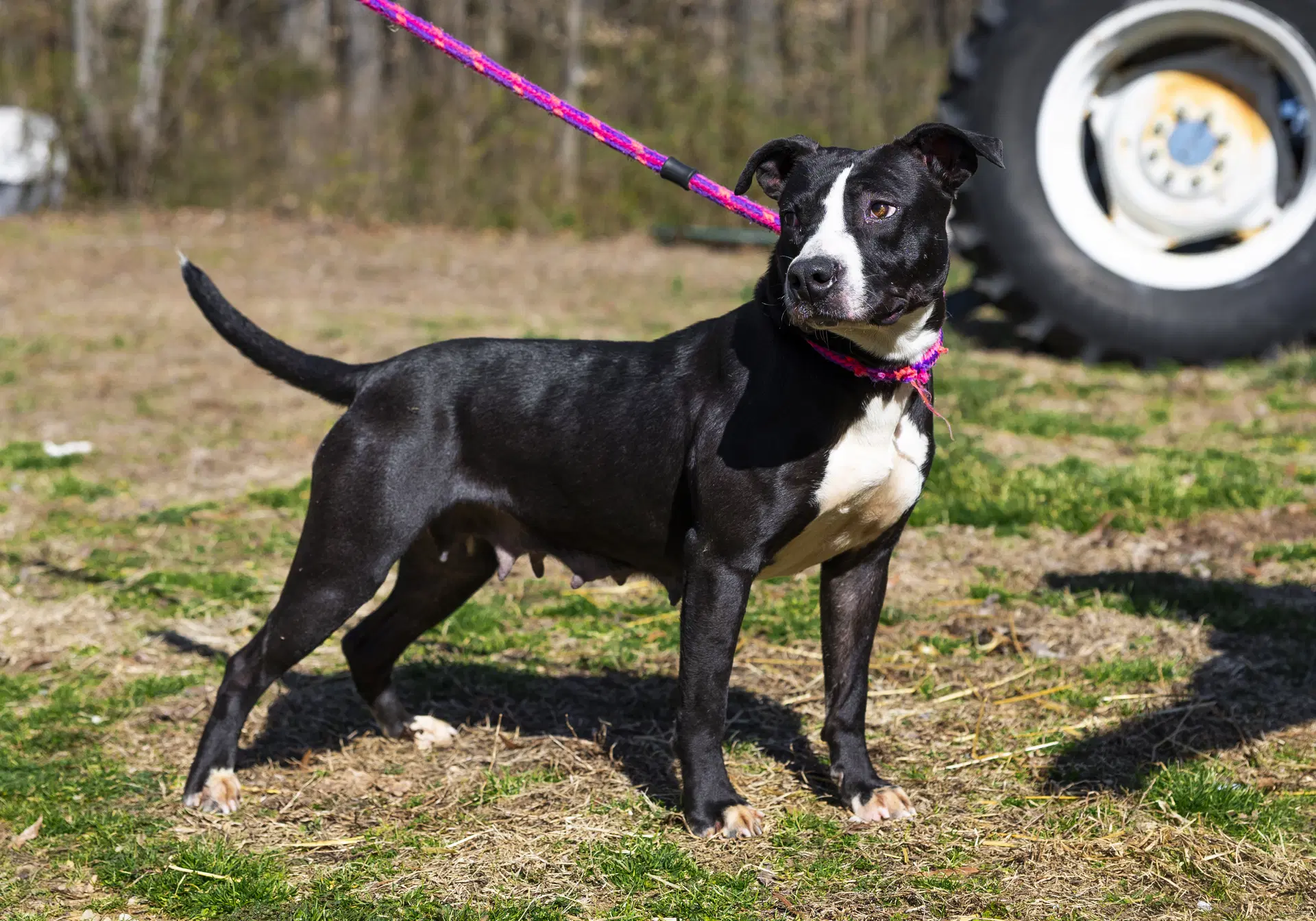 Dahlia - Pit Bull Terrier