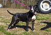 adoptable Dog in  named Dahlia