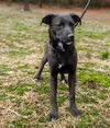 adoptable Dog in  named Hershey