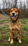 adoptable Dog in  named Dallas