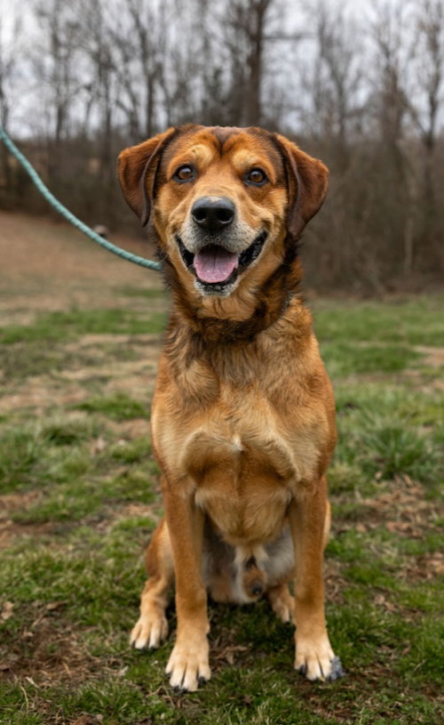DALLAS - Mountain Cur available for adoption